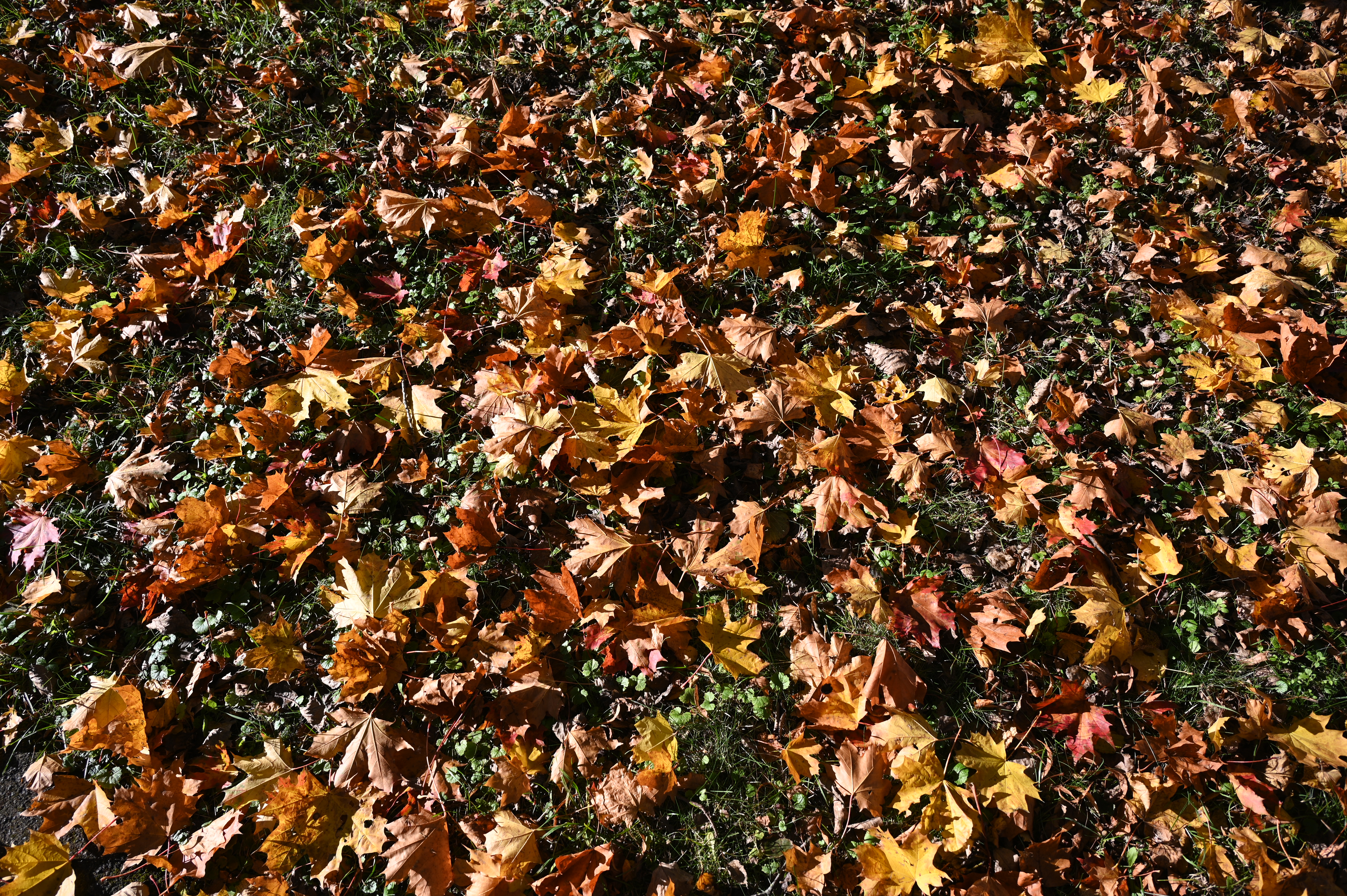 2025/10/18 - walk/DSC_0017.JPG